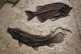 Green River Fossil Fish Mural with Rare Ultrashort-Nose Gar Fish #370577-2